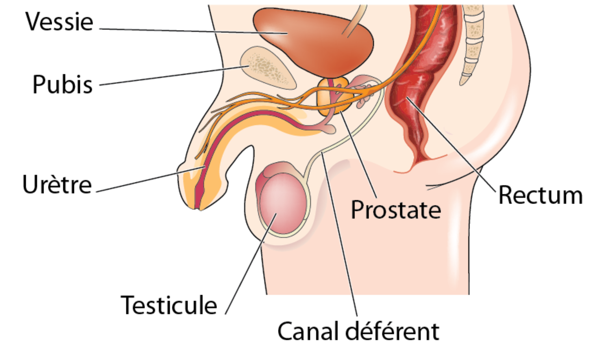 forum sur le cancer de la prostate