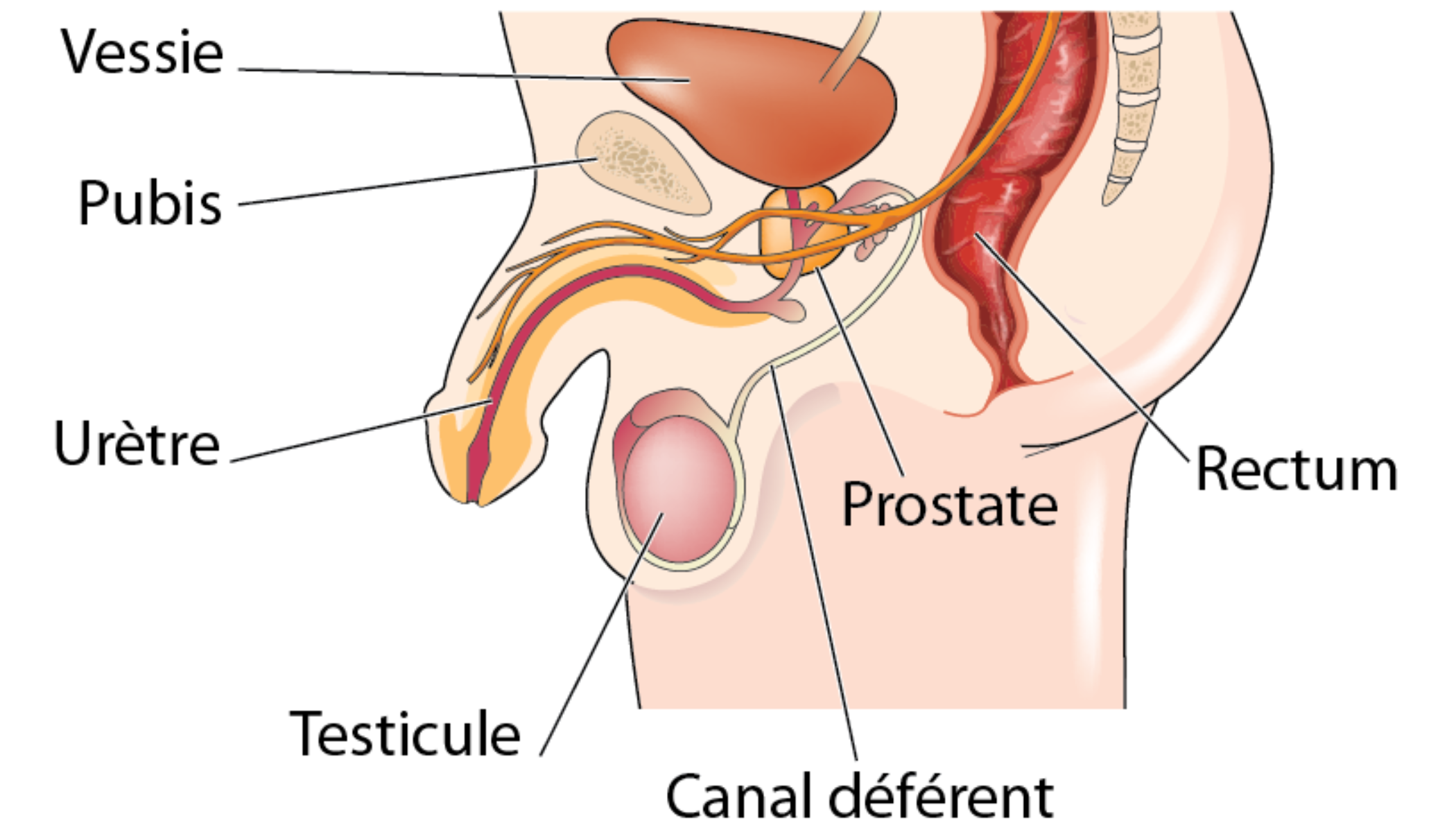 nu este adevărat despre prostatita