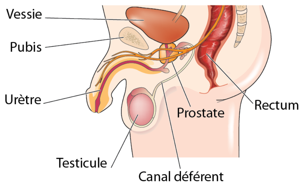 forum cancer de la prostate când să tratezi prostatita