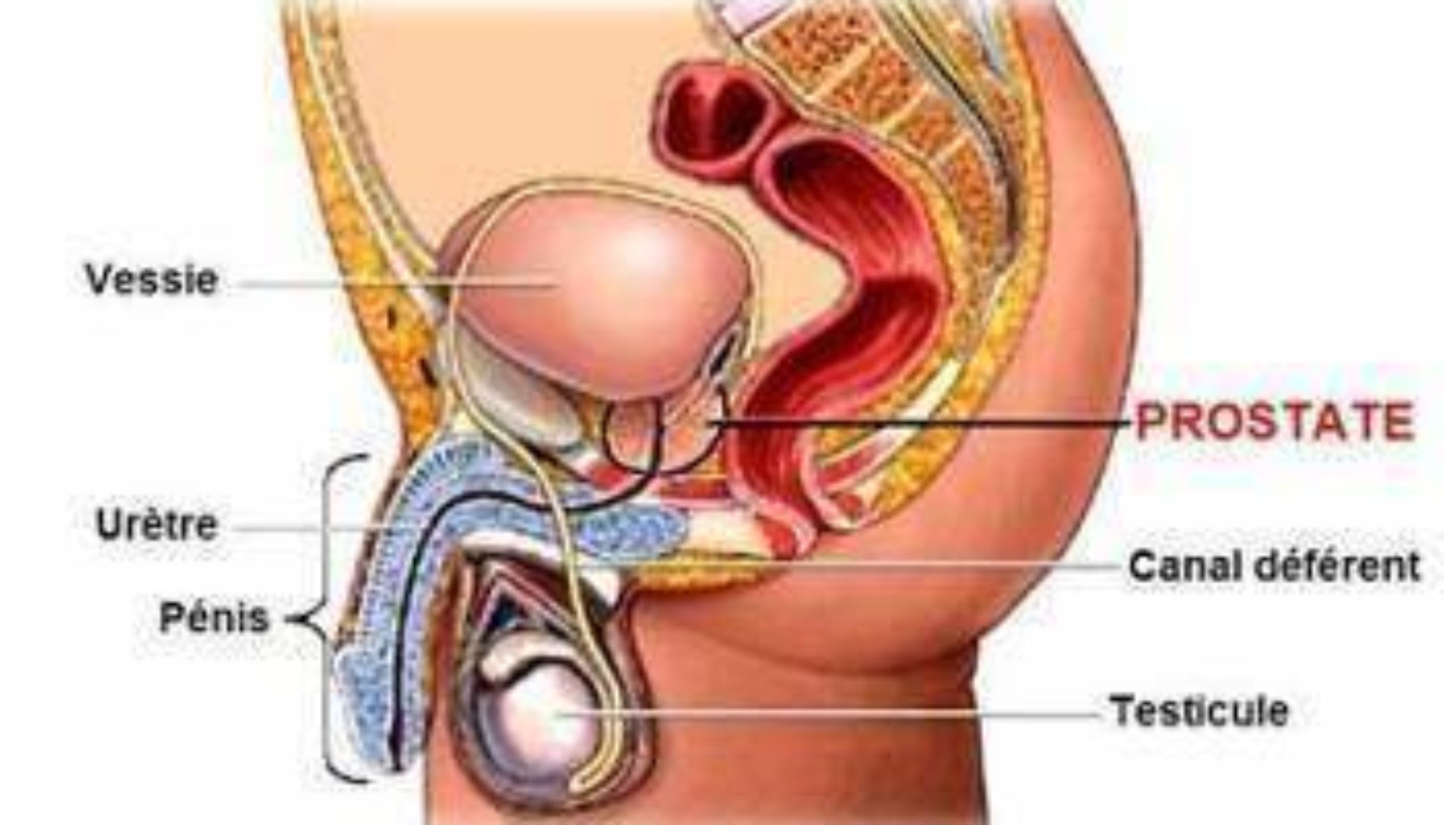 prostate les erreurs à éviter unde se simt durerile de rinichi